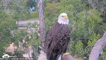 NE Florida Eagles Live Webcam - Sep 14, 2026, 12:46pm EDT