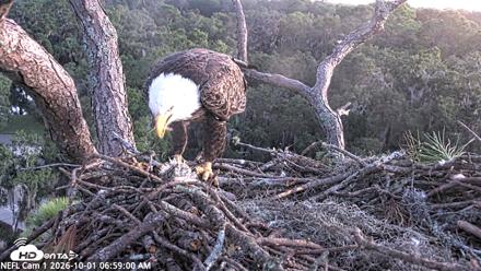 NE Florida Eagles Live Webcam - Oct 1, 2026, 7:00am EDT