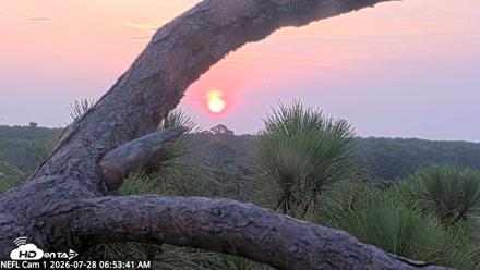 NE Florida Eagles Live Webcam - Jul 28, 2026, 6:54am EDT