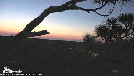 NE Florida Eagles Live Webcam - Aug 14, 2026, 6:16am EDT