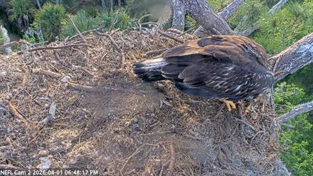 NE Florida Eagles Live Webcam - Apr 1, 2026, 6:48pm EDT