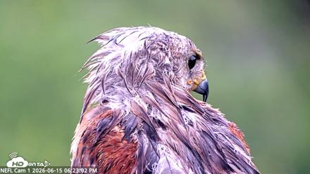 NE Florida Eagles Live Webcam - Jun 15, 2026, 6:24pm EDT