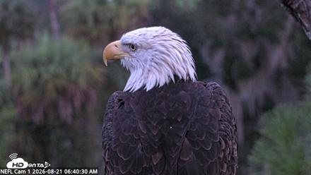 NE Florida Eagles Live Webcam - Aug 21, 2026, 6:41am EDT