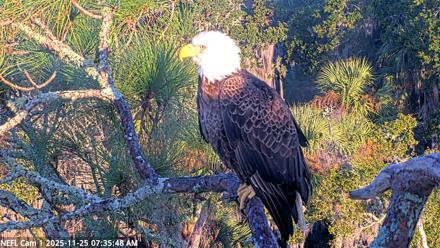 NE Florida Eagles Live Webcam - Nov 25, 2025, 7:36am EST