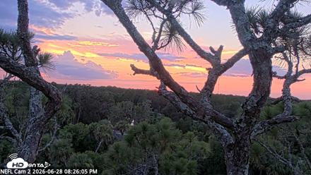 NE Florida Eagles Live Webcam - Jun 28, 2026, 8:27pm EDT