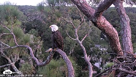 NE Florida Eagles Live Webcam - Sep 29, 2026, 7:02am EDT