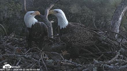NE Florida Eagles Live Webcam - Sep 22, 2026, 6:50am EDT