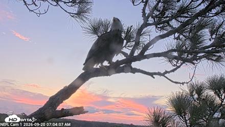 NE Florida Eagles Live Webcam - Sep 20, 2026, 7:05am EDT
