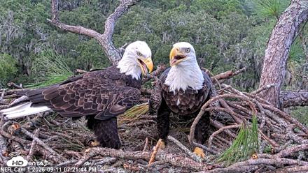 NE Florida Eagles Live Webcam - Sep 11, 2026, 7:22pm EDT
