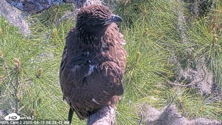 NE Florida Eagles Live Webcam - Apr 15, 2026, 8:29am EDT
