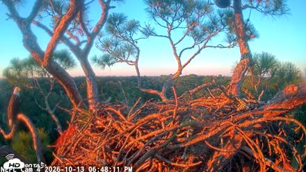 NE Florida Eagles Live Webcam - Oct 13, 2026, 6:49pm EDT