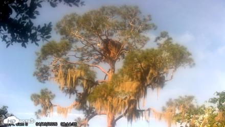 NE Florida Eagles Live Webcam - Apr 13, 2026, 8:16am EDT