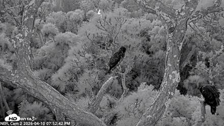 NE Florida Eagles Live Webcam - Apr 10, 2026, 7:53pm EDT