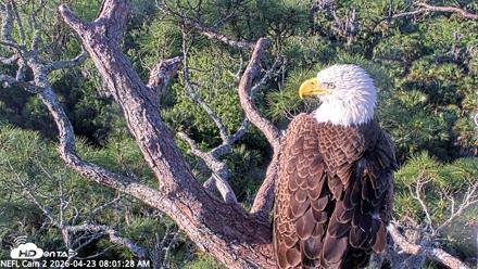 NE Florida Eagles Live Webcam - Apr 23, 2026, 8:02am EDT