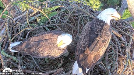 NE Florida Eagles Live Webcam - Sep 10, 2026, 7:49am EDT