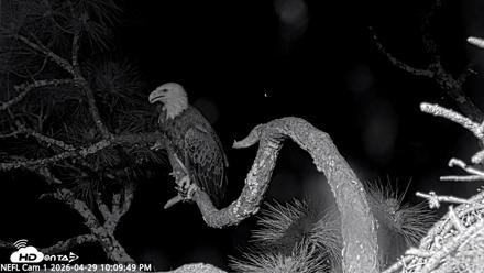 NE Florida Eagles Live Webcam - Apr 29, 2026, 10:12pm EDT