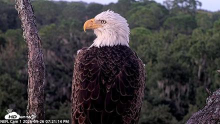 NE Florida Eagles Live Webcam - Sep 26, 2026, 7:22pm EDT