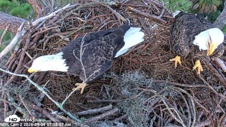 NE Florida Eagles Live Webcam - Sep 4, 2026, 7:08am EDT