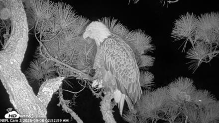 NE Florida Eagles Live Webcam - Sep 8, 2026, 2:53am EDT