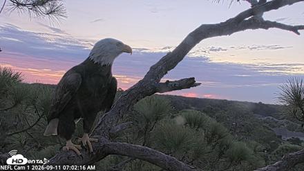 NE Florida Eagles Live Webcam - Sep 11, 2026, 7:03am EDT