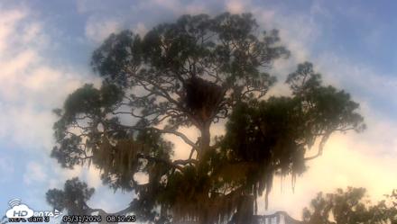 NE Florida Eagles Live Webcam - May 31, 2026, 8:15am EDT