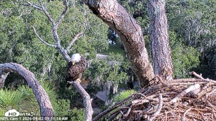 NE Florida Eagles Live Webcam - Sep 2, 2026, 9:12am EDT