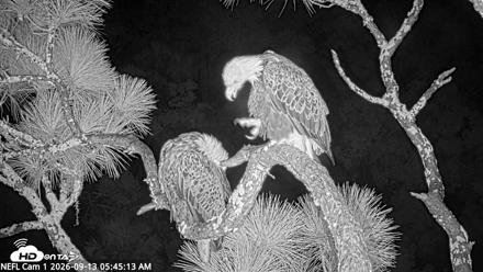 NE Florida Eagles Live Webcam - Sep 13, 2026, 5:46am EDT