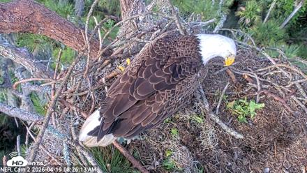 NE Florida Eagles Live Webcam - Apr 19, 2026, 8:27am EDT