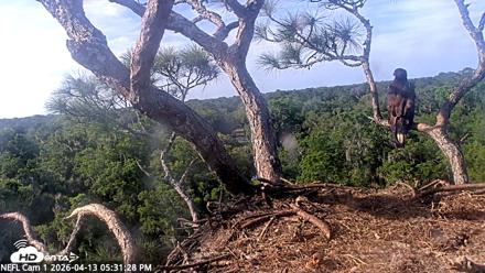 NE Florida Eagles Live Webcam - Apr 13, 2026, 5:32pm EDT