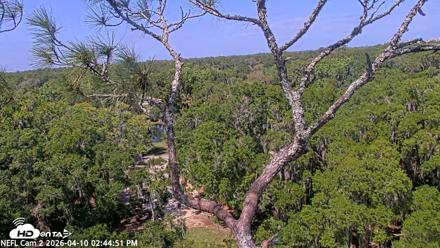 NE Florida Eagles Live Webcam - Apr 10, 2026, 2:45pm EDT