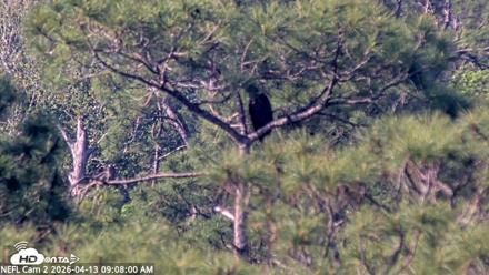 NE Florida Eagles Live Webcam - Apr 13, 2026, 9:08am EDT