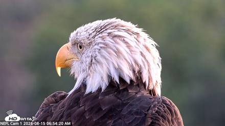 NE Florida Eagles Live Webcam - Aug 15, 2026, 6:55am EDT