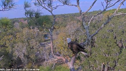 NE Florida Eagles Live Webcam - Jan 31, 2026, 2:55pm EST