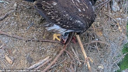 NE Florida Eagles Live Webcam - Apr 6, 2026, 1:59pm EDT