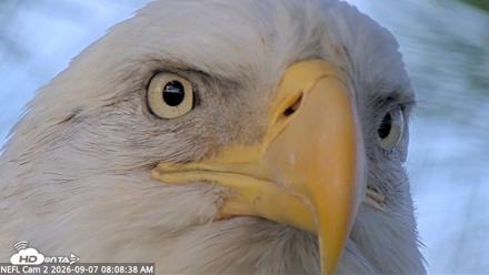 NE Florida Eagles Live Webcam - Sep 7, 2026, 8:09am EDT