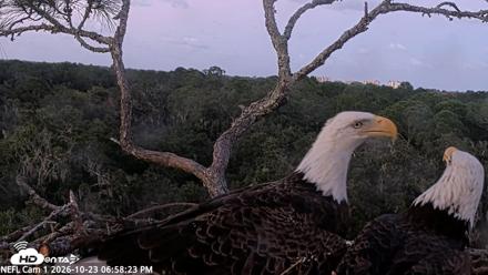 NE Florida Eagles Live Webcam - Oct 23, 2026, 6:59pm EDT