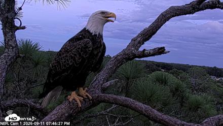 NE Florida Eagles Live Webcam - Sep 11, 2026, 7:47pm EDT