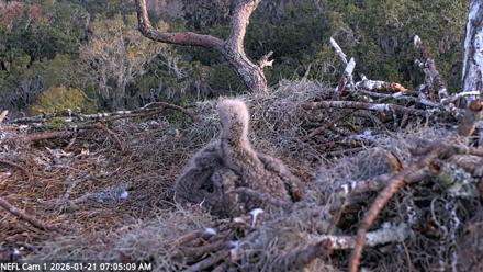 NE Florida Eagles Live Webcam - Jan 21, 2026, 7:06am EST