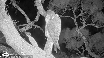 NE Florida Eagles Live Webcam - Oct 6, 2026, 11:33pm EDT