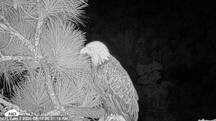 NE Florida Eagles Live Webcam - Aug 17, 2026, 6:02am EDT