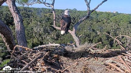 NE Florida Eagles Live Webcam - Sep 26, 2026, 5:13pm EDT