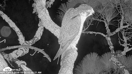 NE Florida Eagles Live Webcam - Oct 7, 2026, 2:31am EDT