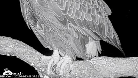 NE Florida Eagles Live Webcam - Aug 23, 2026, 8:38pm EDT