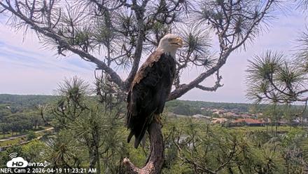 NE Florida Eagles Live Webcam - Apr 19, 2026, 11:24am EDT