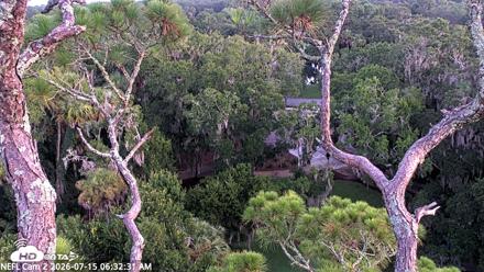 NE Florida Eagles Live Webcam - Jul 15, 2026, 6:34am EDT