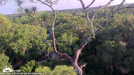 NE Florida Eagles Live Webcam - May 24, 2026, 8:08am EDT