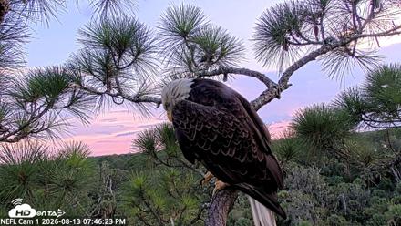 NE Florida Eagles Live Webcam - Aug 13, 2026, 7:47pm EDT