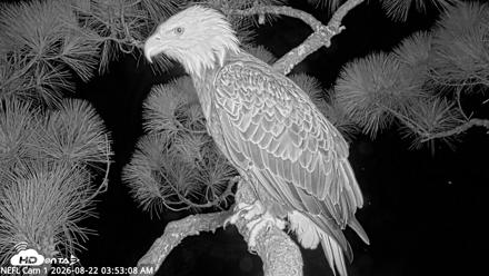 NE Florida Eagles Live Webcam - Aug 22, 2026, 3:53am EDT