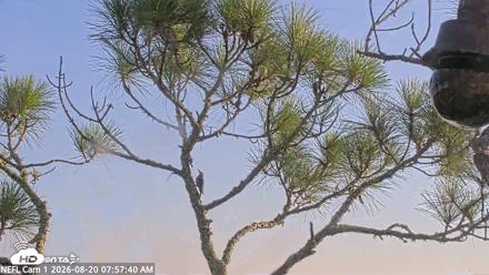 NE Florida Eagles Live Webcam - Aug 20, 2026, 7:58am EDT
