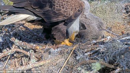NE Florida Eagles Live Webcam - Jan 20, 2026, 11:24am EST